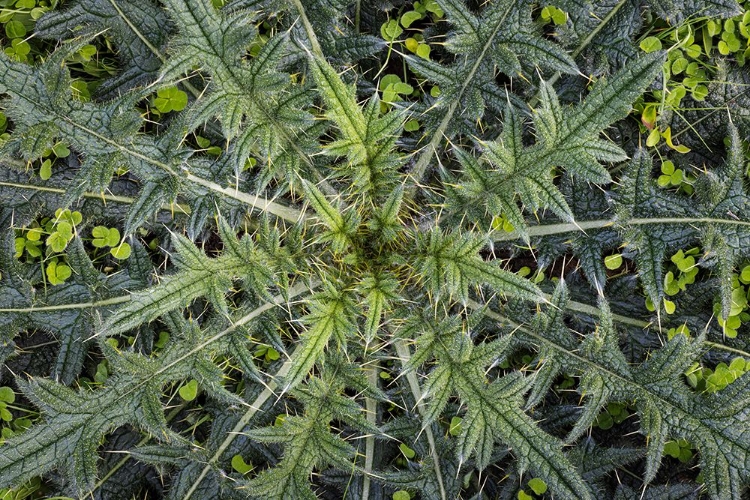 Picture of USA-WASHINGTON STATE-SEABECK CLOSE-UP OF THISTLE PLANT