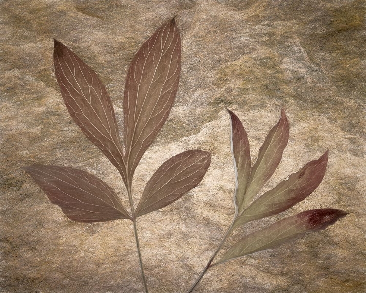 Picture of USA-WASHINGTON STATE-SEABECK PEONY LEAVES CLOSE-UP