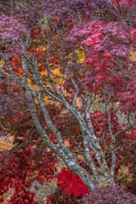 Picture of USA-WASHINGTON STATE-SEABECK JAPANESE MAPLE TREE IN AUTUMN