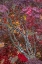 Picture of USA-WASHINGTON STATE-SEABECK JAPANESE MAPLE TREE IN AUTUMN