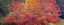 Picture of USA-WASHINGTON STATE-SEABECK PANORAMIC OF OAK TREES IN AUTUMN
