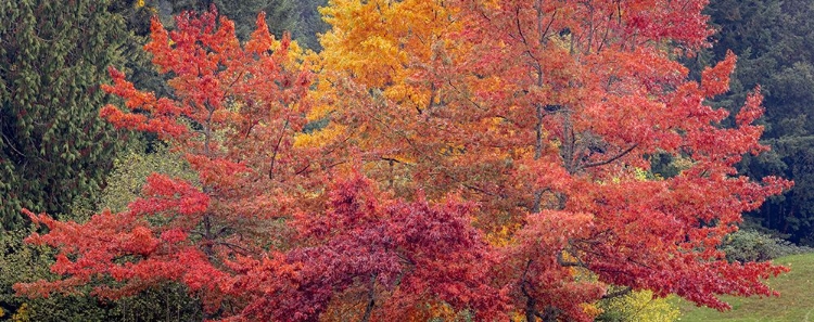 Picture of USA-WASHINGTON STATE-SEABECK PANORAMIC OF OAK TREES IN AUTUMN