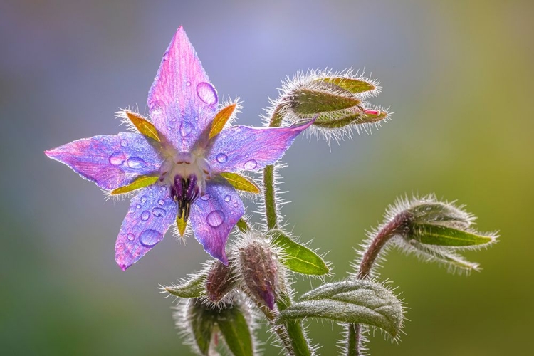 Picture of USA-WASHINGTON STATE-SEABECK RAINDROPS ON BORAGE FLOWER