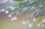 Picture of USA-WASHINGTON STATE-SEABECK RAINDROPS ON PINE NEEDLES