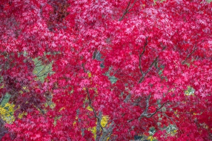 Picture of USA-WASHINGTON STATE-SEABECK JAPANESE MAPLE TREE IN AUTUMN