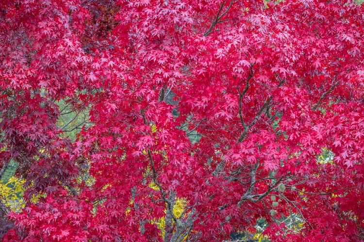 Picture of USA-WASHINGTON STATE-SEABECK JAPANESE MAPLE TREE IN AUTUMN