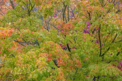 Picture of USA-WASHINGTON STATE-SEABECK JAPANESE MAPLE TREE IN AUTUMN