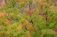 Picture of USA-WASHINGTON STATE-SEABECK JAPANESE MAPLE TREE IN AUTUMN