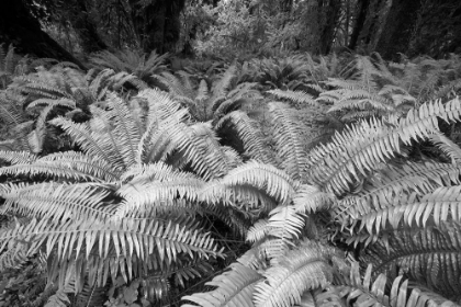 Picture of USA-WASHINGTON STATE GIANT FERNS CARPET THE GROUND IN THE HOH RAINFOREST-OLYMPIC NATIONAL PARK