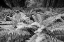 Picture of USA-WASHINGTON STATE GIANT FERNS CARPET THE GROUND IN THE HOH RAINFOREST-OLYMPIC NATIONAL PARK