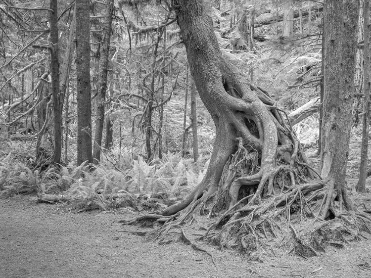 Picture of USA-WASHINGTON STATE-OLYMPIC NATIONAL PARK