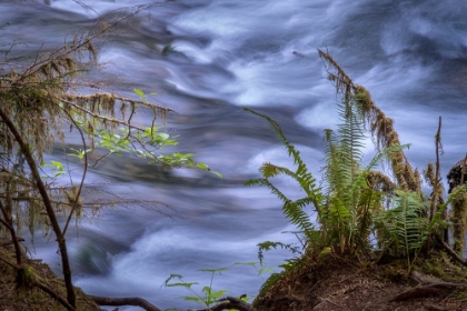 Picture of USA-WASHINGTON STATE-FERN