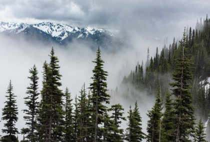 Picture of USA-WASHINGTON STATE-OLYMPIC NATIONAL PARK