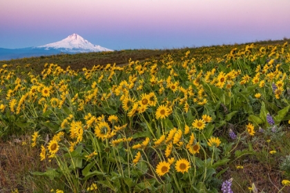 Picture of SPRING WILDFLOWERS IN FULL BLOOM ON DALLES MOUNTAIN IN COLUMBIA HILLS STATE PARK NEAR LYLE-WASHINGT