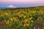 Picture of SPRING WILDFLOWERS IN FULL BLOOM ON DALLES MOUNTAIN IN COLUMBIA HILLS STATE PARK NEAR LYLE-WASHINGT