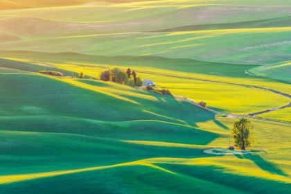 Picture of STEPTOE BUTTE STATE PARK-WASHINGTON STATE-USA-SUNSET VIEW OF WHEAT FIELDS IN THE ROLLING PALOUSE HI