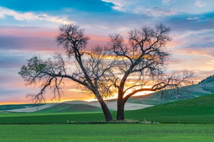 Picture of STEPTOE-WASHINGTON STATE-USA-COTTONWOOD TREES IN A WHEAT FIELD AT SUNSET