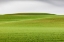 Picture of STEPTOE-WASHINGTON STATE-USA-WHEAT FIELDS IN THE ROLLING PALOUSE HILLS OF WASHINGTON