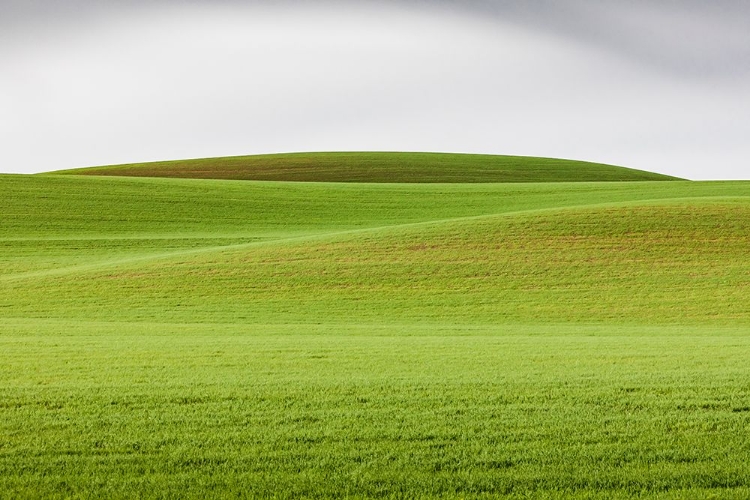 Picture of STEPTOE-WASHINGTON STATE-USA-WHEAT FIELDS IN THE ROLLING PALOUSE HILLS OF WASHINGTON