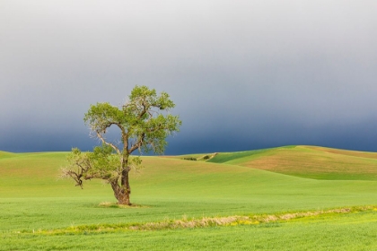 Picture of STEPTOE-WASHINGTON STATE-USA-COTTONWOOD TREE IN WHEAT FIELD UNDER STORM CLOUDS IN THE PALOUSE HILLS