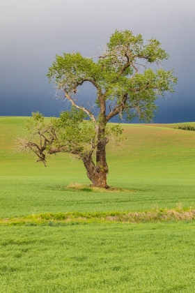 Picture of STEPTOE-WASHINGTON STATE-USA-COTTONWOOD TREE IN WHEAT FIELD UNDER STORM CLOUDS IN THE PALOUSE HILLS