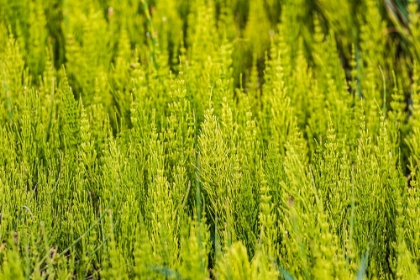 Picture of STEPTOE-WASHINGTON STATE-USA-HORSETAIL PLANTS-EQUISETUM-IN THE PALOUSE HILLS