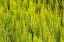 Picture of STEPTOE-WASHINGTON STATE-USA-HORSETAIL PLANTS-EQUISETUM-IN THE PALOUSE HILLS