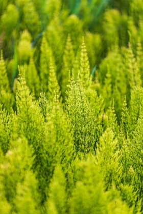 Picture of STEPTOE-WASHINGTON STATE-USA-HORSETAIL PLANTS-EQUISETUM-IN THE PALOUSE HILLS