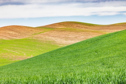 Picture of PULLMAN-WASHINGTON STATE-USA-ROLLING WHEAT FIELDS IN THE PALOUSE HILLS