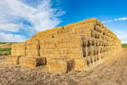 Picture of PULLMAN-WASHINGTON STATE-USA-STACK OF HAY BALES IN THE PALOUSE HILLS