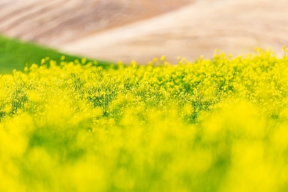 Picture of LACROSSE-WASHINGTON STATE-USA-BLOOMING CANOLA FIELD IN THE PALOUSE HILLS