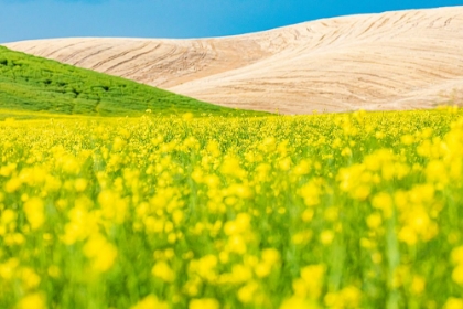 Picture of LACROSSE-WASHINGTON STATE-USA-BLOOMING CANOLA FIELD IN THE PALOUSE HILLS
