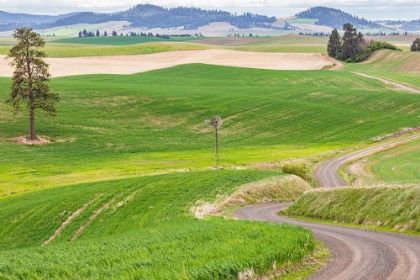 Picture of PALOUSE-WASHINGTON STATE-USA-DIRT ROAD WINDING THROUGH WHEAT FIELDS IN THE PALOUSE HILLS