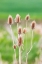 Picture of GARFIELD-WASHINGTON STATE-USA-THISTLE PLANTS IN THE PALOUSE HILLS