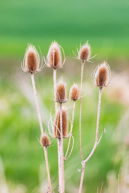 Picture of GARFIELD-WASHINGTON STATE-USA-THISTLE PLANTS IN THE PALOUSE HILLS