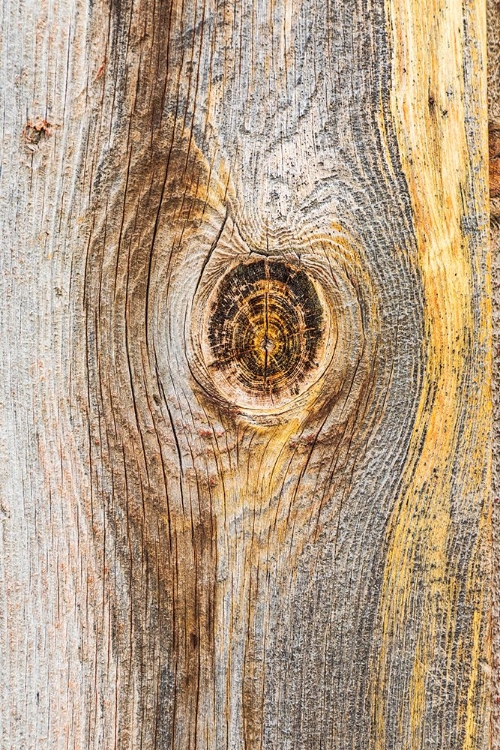 Picture of LATAH-WASHINGTON STATE-USA-KNOT IN WEATHERED WOOD ON AN OLD BARN