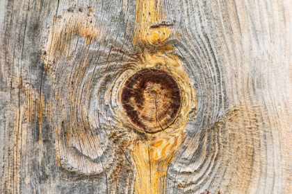 Picture of LATAH-WASHINGTON STATE-USA-KNOT IN WEATHERED WOOD ON AN OLD BARN