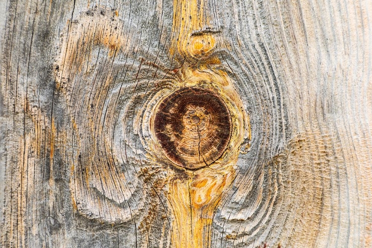Picture of LATAH-WASHINGTON STATE-USA-KNOT IN WEATHERED WOOD ON AN OLD BARN