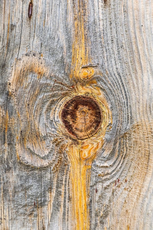 Picture of LATAH-WASHINGTON STATE-USA-KNOT IN WEATHERED WOOD ON AN OLD BARN