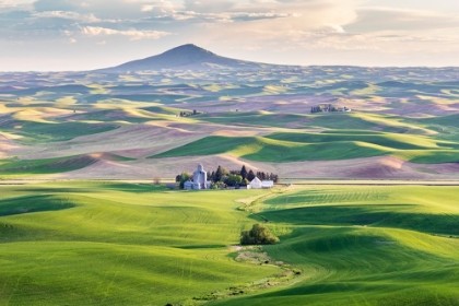 Picture of FARMINGTON-WASHINGTON STATE-USA-WHEAT FARMS IN FRONT OF STEPTOE BUTTE IN THE PALOUSE HILLS