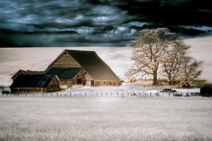 Picture of USA-WASHINGTON STATE-PALOUSE