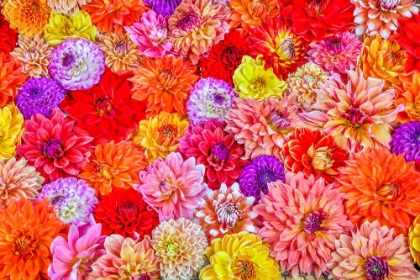 Picture of USA-WASHINGTON STATE-SAMMAMISH GROUP OF DAHLIAS