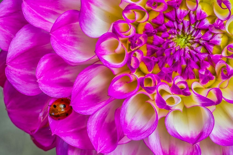 Picture of USA-WASHINGTON STATE-SAMMAMISH LADYBUG ON A DAHLIA