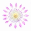 Picture of USA-WASHINGTON STATE-SAMMAMISH FLOWER DESIGN
