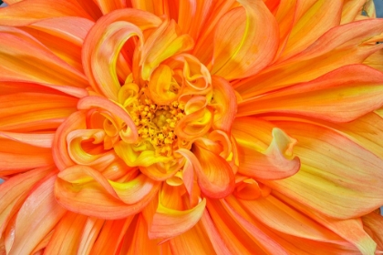 Picture of USA-WASHINGTON STATE-SAMMAMISH DAHLIA CLOSEUP