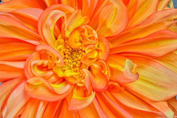 Picture of USA-WASHINGTON STATE-SAMMAMISH DAHLIA CLOSEUP