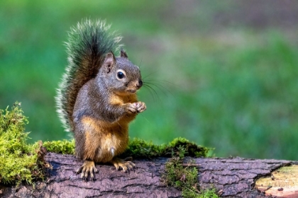 Picture of ISSAQUAH-WASHINGTON STATE-USA-WESTERN GRAY SQUIRREL STANDING ON A LOG EATING A PEANUT