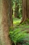 Picture of ISSAQUAH-WASHINGTON STATE-USA-WESTERN REDCEDAR TREE TRUNKS WITH WESTERN SWORD FERNS