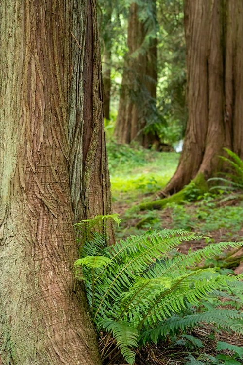 Picture of ISSAQUAH-WASHINGTON STATE-USA-WESTERN REDCEDAR TREE TRUNKS WITH WESTERN SWORD FERNS
