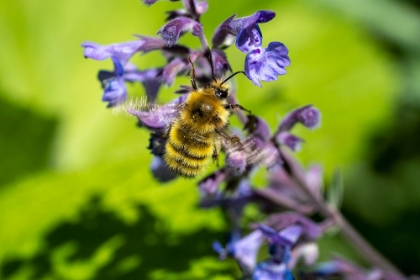 Picture of ISSAQUAH-WASHINGTON STATE-USA-HONEYBEE POLLINATING A WALKERS LOW CATNIP-NEPETA WALKERS LOW